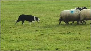 Lot 135 Lad – 161122 Farmers Marts Dolgellau Online Sheepdog Auction’ [upl. by Farl671]