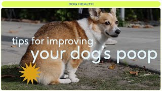 How to improve your dogs poop quality [upl. by Cornew]