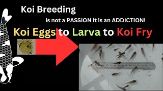 Koi Eggs to Larva to Koi Fry [upl. by Annoiek]