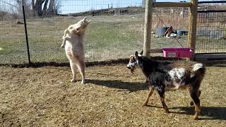 GOATS BUTTING HEADS  Common Goat Behaviors [upl. by Studdard]