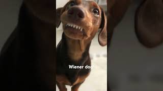 Wiener dog song [upl. by Ater]