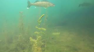 Walleye and Largemouth Bass at Deep Quarry Lake [upl. by Nazus]