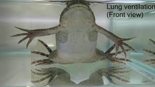 Lung ventilation of African clawed frog Xenopus laevis [upl. by Yduj]