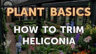 How to Trim Heliconia [upl. by Sokem133]