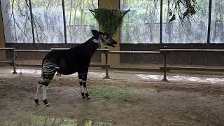 An eating okapi in indoor enclosure [upl. by Brotherson895]