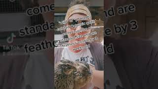 How to know if your feathersexable Coturnix Quail are males or females [upl. by Joelynn]