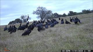 Buzzards amp Eagles eat dead body in minutes [upl. by Phillis]