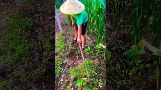 Our farmers are awesome Rural inventors Rural life is like this Sannong Agriculture planting [upl. by Melania206]