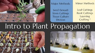 Intro to Plant Propagation [upl. by Attenrev]