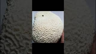 பவளப்பாறை தடை செய்யயப்பட்டது Brain coral forestsounds wildlife [upl. by Aleahc995]