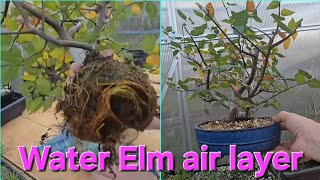 water elm air layer [upl. by Barbuto]