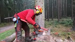 Work in the forest with STIHL MS 500i STIHL MS 261 CM VW and felling wedge TR30AQ  0223 [upl. by Juta]