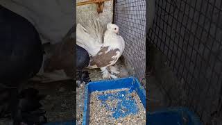 New pigeon Fentalpigeon fentybeauty kabutaar viralvideo trendingshorts [upl. by Ynaffyt]