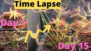 FAST Growing Carnivorous Sundews Time Lapse [upl. by Ramo]