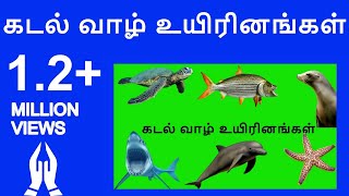 கடல் வாழ் உயிரினங்கள்  Learn Tamil sea animals names video for kids and Children [upl. by Suanne583]