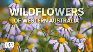 Flower lovers swarm the Midwest attracted by a stunning wildflower bloom  ABC Australia [upl. by Vittorio]