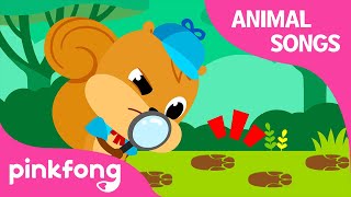 Who Took the Acorns  Animal Songs  Learn Animals  Pinkfong Animal Songs for Children [upl. by Ttirb518]