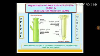 Organization of Root Apical Meristem [upl. by Novla488]