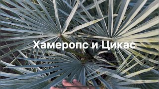 Хамеропс Церифера и Цикас Окт 2024 Краснодар🌴 cycas chamaerops humilis cerifera [upl. by Aimerej]