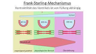 Herzinsuffizienz  Pathophysiologie und Pharmakologie [upl. by Urba555]