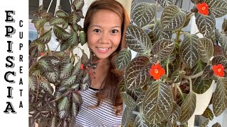 Episcia Cupreata House Plant Care 101 🌿  A girl with a garden [upl. by Sabella]