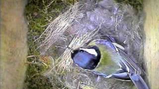 Garden Bird Parus Major Nest Building [upl. by Cyrillus]