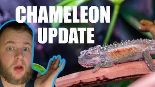 WHAT HAPPENED TO MY CHAMELEONS [upl. by Drice]