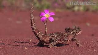 Thorny devil walking around flowering Parakeelya [upl. by Tamarra]