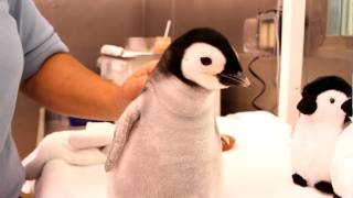 A monthold 2pound emperor penguin gets feeding [upl. by Kevin]