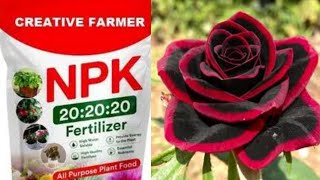 NPK Fertilizer  How to make NPK foliar fertilizer at home  NPK 20 20 20 How When and why to use [upl. by Enihsnus165]