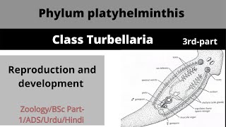 Class Turbellariaphylum platyhelminthisReproduction and development [upl. by Staten538]