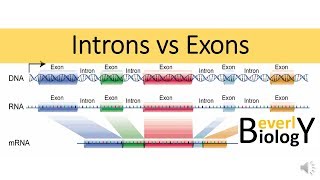 Introns vs Exons [upl. by Cahn]