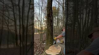 One more oak before dark firewood chainsaw felling [upl. by Nielson]