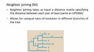 Phylogenetics  Distance Methods UPGMA NJ [upl. by Colbert557]