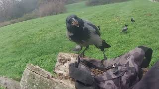 My younger crow friends 1  3 years old  Crow experiences  befriending wild crows in Denmark [upl. by Cornelle986]