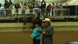 2024 NSBA World Show Youth Walk Trot Western Pleasure [upl. by Aihsotal]