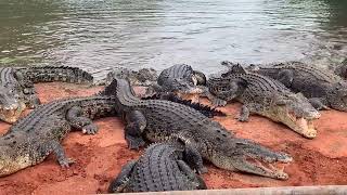 1 Crocodile Park Broome Western Australia March 2nd 2024 [upl. by Haily]