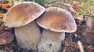 PORCINI APPENNINO  EDULIS DISEGNATI 🏴󠁧󠁢󠁥󠁮󠁧󠁿 [upl. by Tedder]