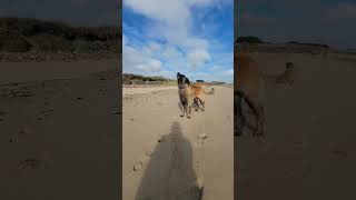 A LEONBERGER THAT LOVES TO TALK leonberger dog funny [upl. by Cheria]