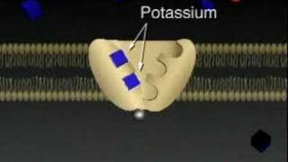 Cell Membrane Active Transport [upl. by Hedvig]