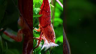 Bamboo shrimp  Atyopsis moluccensis [upl. by Hsemin]