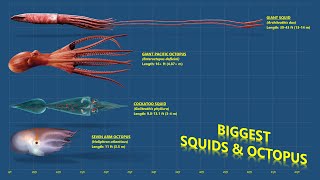 The 10 Biggest Cephalopods Ever Recorded Squids amp Octopuses [upl. by Eiresed]