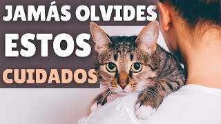 10 TAREAS del cuidado de los gatos que NO DEBES OLVIDAR [upl. by Macdonald]