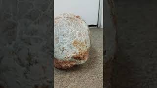 Rare Dinosaur egg dinosaur egg forsale [upl. by Anial863]