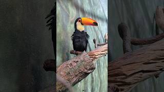 Toco Toucan Ramphastos Toucan at Woodland Park Zoo Seattle [upl. by Azil]