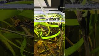 Feeding Fish With Bloodworm aquarium ecosystem [upl. by Ysdnyl]