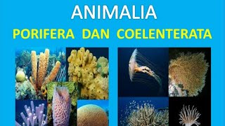 Porifera amp Coelenterata  Biologi Kelas 10 [upl. by Khichabia]