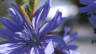 Bach Flower Remedies  Chicory [upl. by Nyasuh]