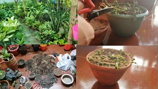 Gardening vlog3पौधे लाना आसान 🌿असली काम तो घर आने पर होता है🌿Plants with Khushi [upl. by Henigman]