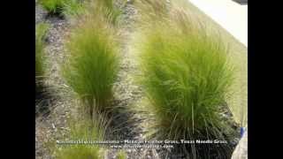 Nassella Stipa tenuissima  Mexican Feather Grass Texas Needle Grass [upl. by Yenitsed]